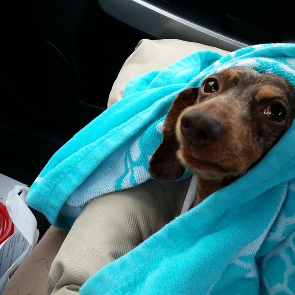 Meet your Posher, Amy (ft Bruce and Harvey) - Picture 3 of 4